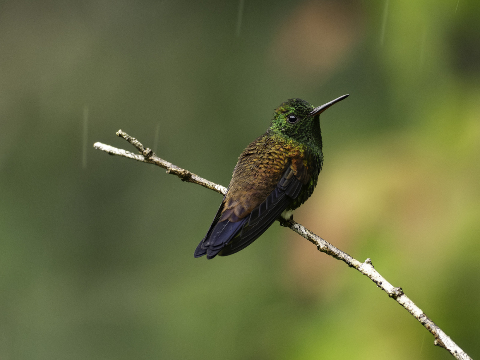 image Copper-rumped Hummingbird